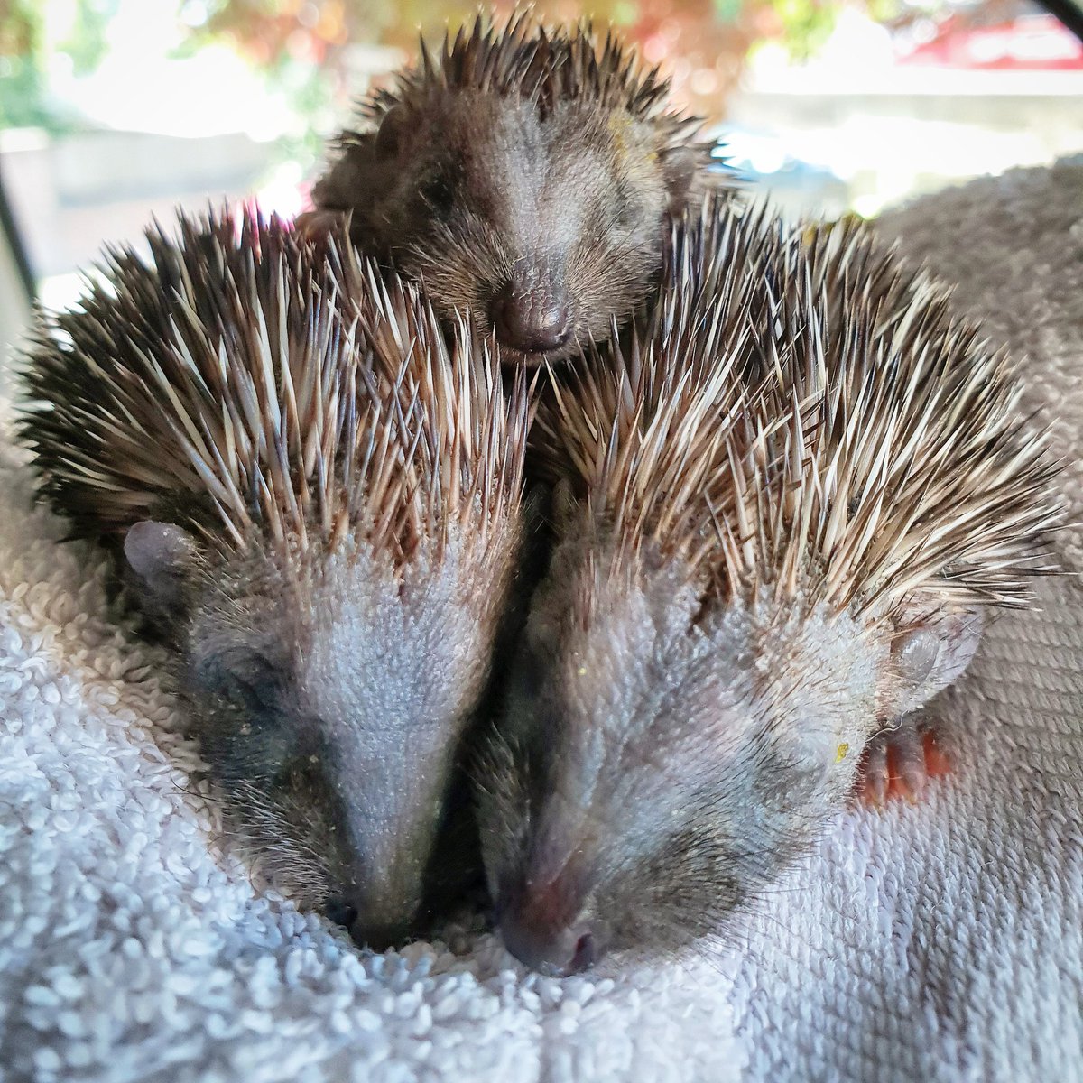 Please #helpthehedgehogs in the heatwave, we're collecting lots of hungry & dehydrated #hedgehogs & #hoglets in this weather, as it's hard for them to find food & water. Follow this link on how to help &leave food/water in shallow dishes rspca.org.uk/adviceandwelfa… @RSPCA_official 49