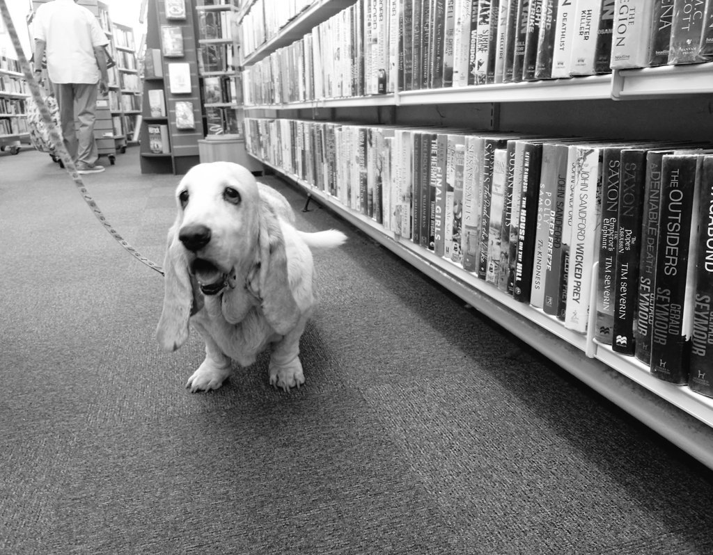 NeathLibrary's tweet photo. @nsc_library @BedwasLib @OswestryLibrary @ShrewslibraryUK @MoultonLRC We love #Dogsinlibraries 🐶 https://t.co/V8qP1jg41S