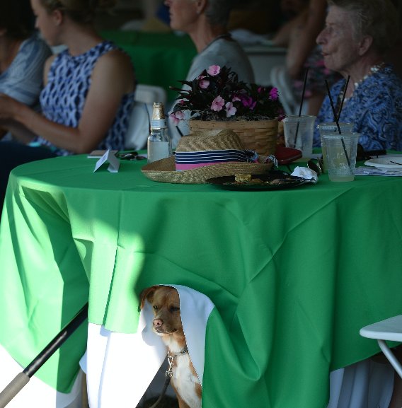 ChagrinClassic's tweet photo. Looking for a #DogFriendly event in #NEOhio? Spend the day or two in the beautiful #Metroparks, at the Chagrin Hunter Jumper Classic in Moreland Hills. Beautiful horses and family fun. July 5-10, 2018. Most days are FREE, Visit #SpectatorFun: https://t.co/shCD1Fj6YR https://t.co/hyHGE8mIY3