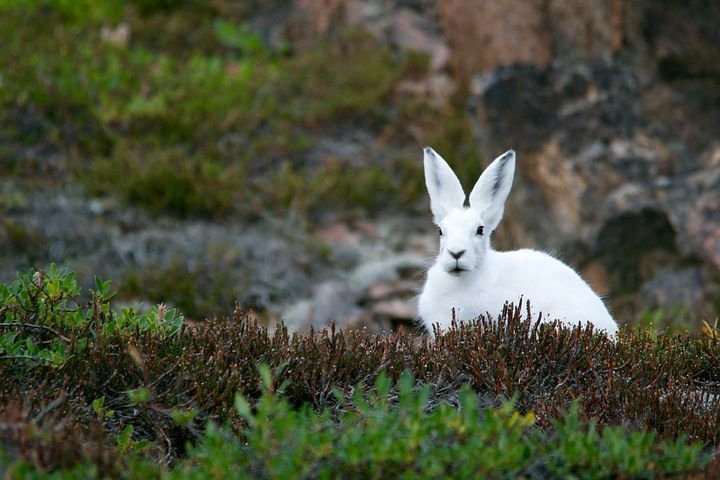 GeekKraft's tweet photo. White rabbit white rabbit, 1st of the month!! Can you believe half the year has gone already!! #firstofthemonth #whuterabbit #halftheyear https://t.co/VDlGQSf49T