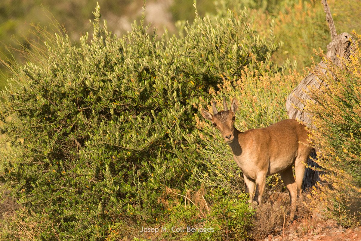 La Cabra Salvatge. Montsant, Juny 2018.