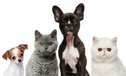 Nexmedia On Twitter Jackson Galaxy Dan Zoe Sandor Akan Membantu