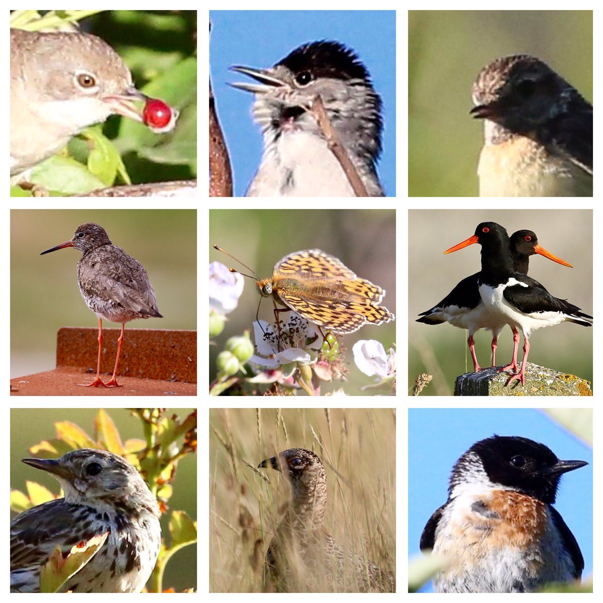 TopvanTexel's tweet photo. Weer een prachtig vogelweekend in de Top van #Texel! Veel #vogelsoorten gezien en sommige op de foto gezet en veel actieve #Vlinders in het Duingebied De #Tuintjes! @waarneming https://t.co/Xlc04K5B0A