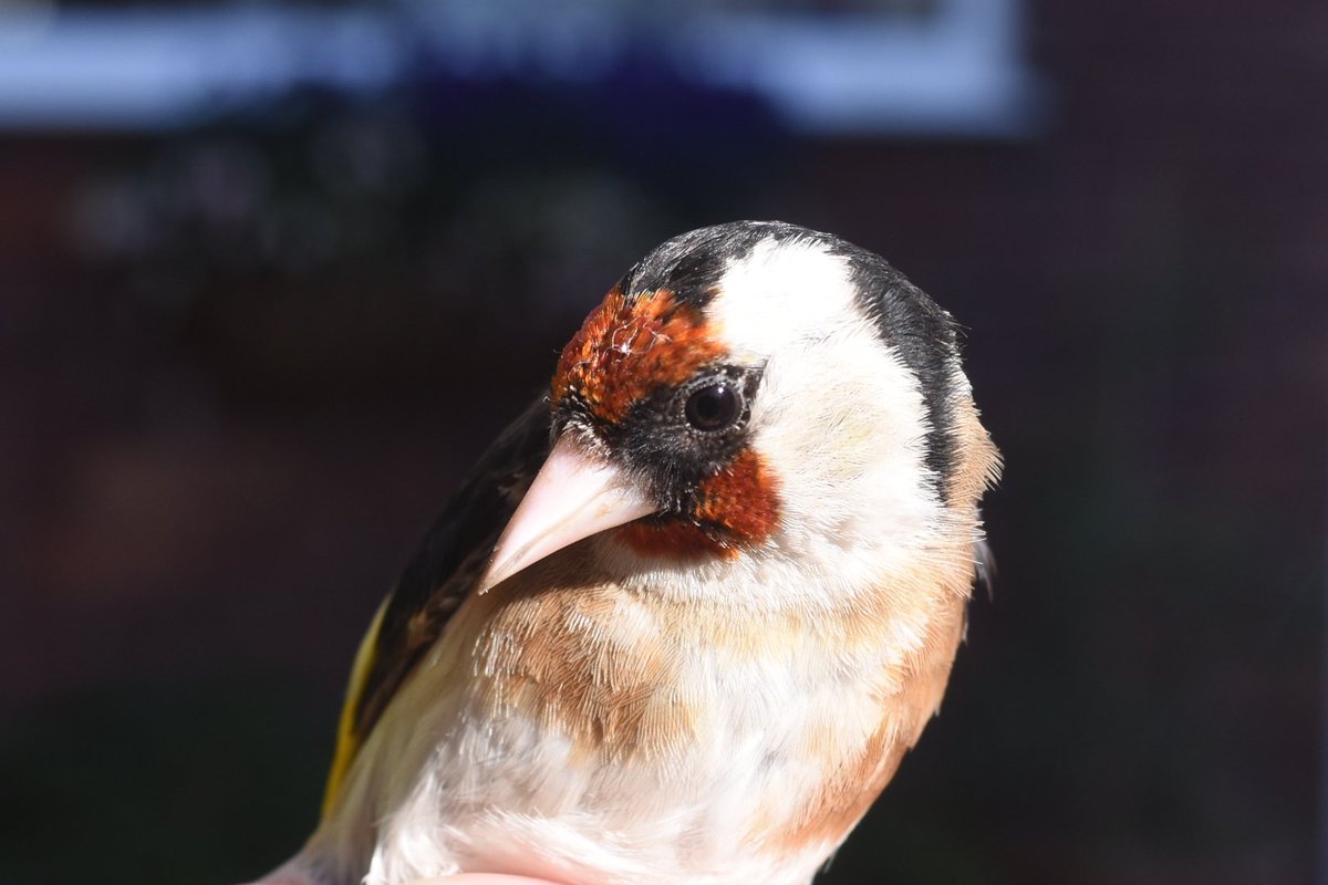 Andy Hood (@andyhood75) on Twitter photo First bird of the day ringed . Lovely adult female Goldfinch <a href="/FlamboroughBird/">Flamborough Bird Observatory</a> <a href="/BTO_EY_H/">BTO E Yorks & Hull</a> <a href="/_BTO/">BTO</a> <a href="/lizardschwartz/">Amy W Schwartz</a> First bird of the day ringed . Lovely adult female Goldfinch <a href="/FlamboroughBird/">Flamborough Bird Observatory</a> <a href="/BTO_EY_H/">BTO E Yorks & Hull</a> <a href="/_BTO/">BTO</a> <a href="/lizardschwartz/">Amy W Schwartz</a>
