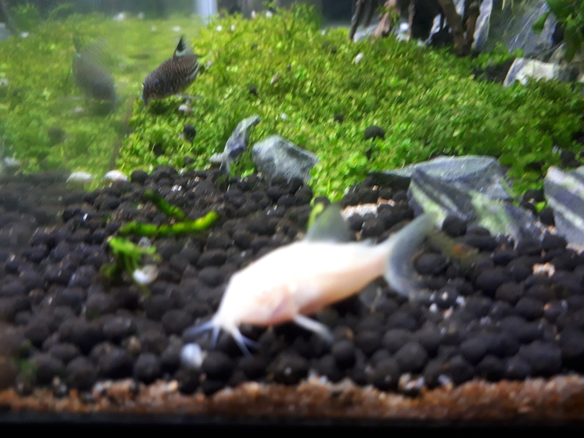Twitter पर 銀魚 白コリってピント合わせても見ずらいよね まさに色飛びの白コリ まぁ僕の撮影能力のせいだけど ﾁﾗｯ 名前は色飛びくんで 適当 アクアリウム 熱帯魚 コリドラス 白コリドラス 白コリ アルビノコリドラス ナマズ 鯰 小型ナマズ