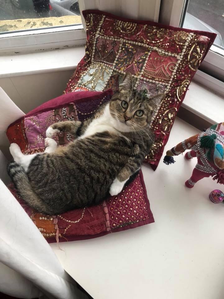 REWARD IF FOUND Beloved cat Ruby is still missing. Last seen Gilbert road, Redfield, Bristol BS5 on 22nd June. Please check sheds, garages and outbuildings as she might be locked in. She is microchipped and neutered. Please RT