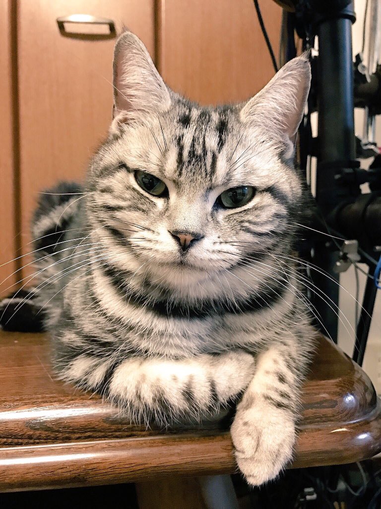 迷い猫探しています。
茨城県西。
2018.2/18の夜中に家を出て以来帰って来なくなりました。アメリカンショートヘア、名前テォ、オスの6歳。
赤いちりめん紐の首輪をしていました。
見かけた方は連絡をお願いします。