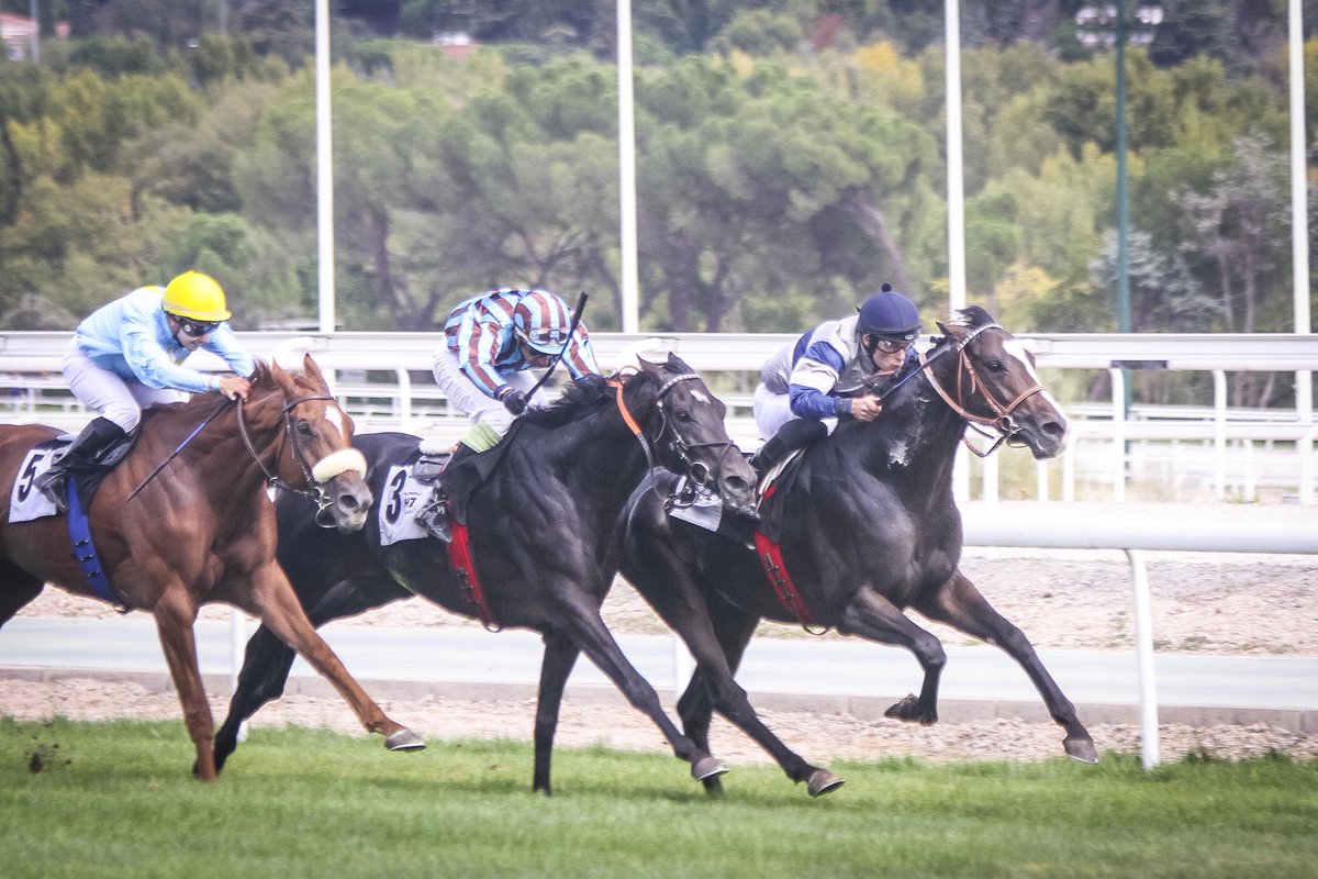 BorjaFayosFans's tweet photo. Dia grande en @HipodromoMadrid donde @BorjaFayos montará 

Pista 🌱

1️⃣ OSOONDO ( Martorell)
2️⃣ NONE NOBLER
3️⃣ ELECTRA VOICE ( Baldoria)
5️⃣ ZASCANDIL ( #GPM )
6️⃣ NADER

Hoy mas que nunca... #VamosBorja https://t.co/y284dPtVu8