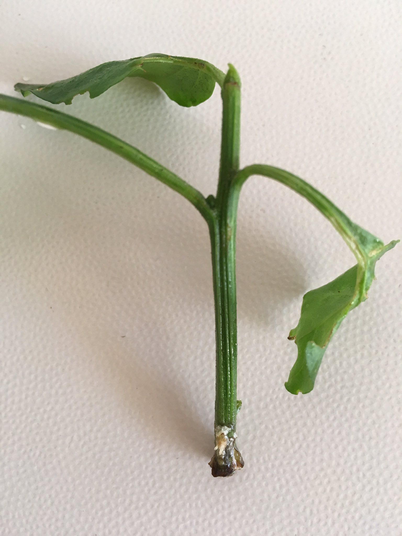 ろふぃる 植物 ルートンピーマン 発根してきました トマトと比べるとだいぶ時間かかりますね やはり 脇芽挿しはあまり現実的でないかも 挿し芽 ルートン ピーマン T Co 9fya5ua2ip Twitter