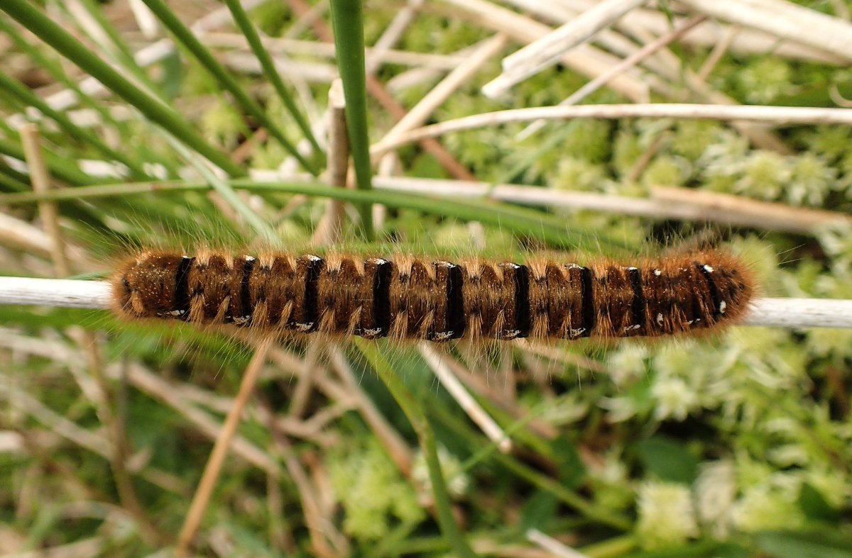 butnorain's tweet image. This time last Sat
Day 7 of our 7-day #treefold walk
Final stretch to Blencathra, 9.3 km
 
Cool start, reflecting on a week of wandering &amp;amp; wondering,  pondering small things &amp;amp; big issues #LakeDistrict #environment,  #nature, #culture.
Blog coming soon at somewhere-nowhere.com.