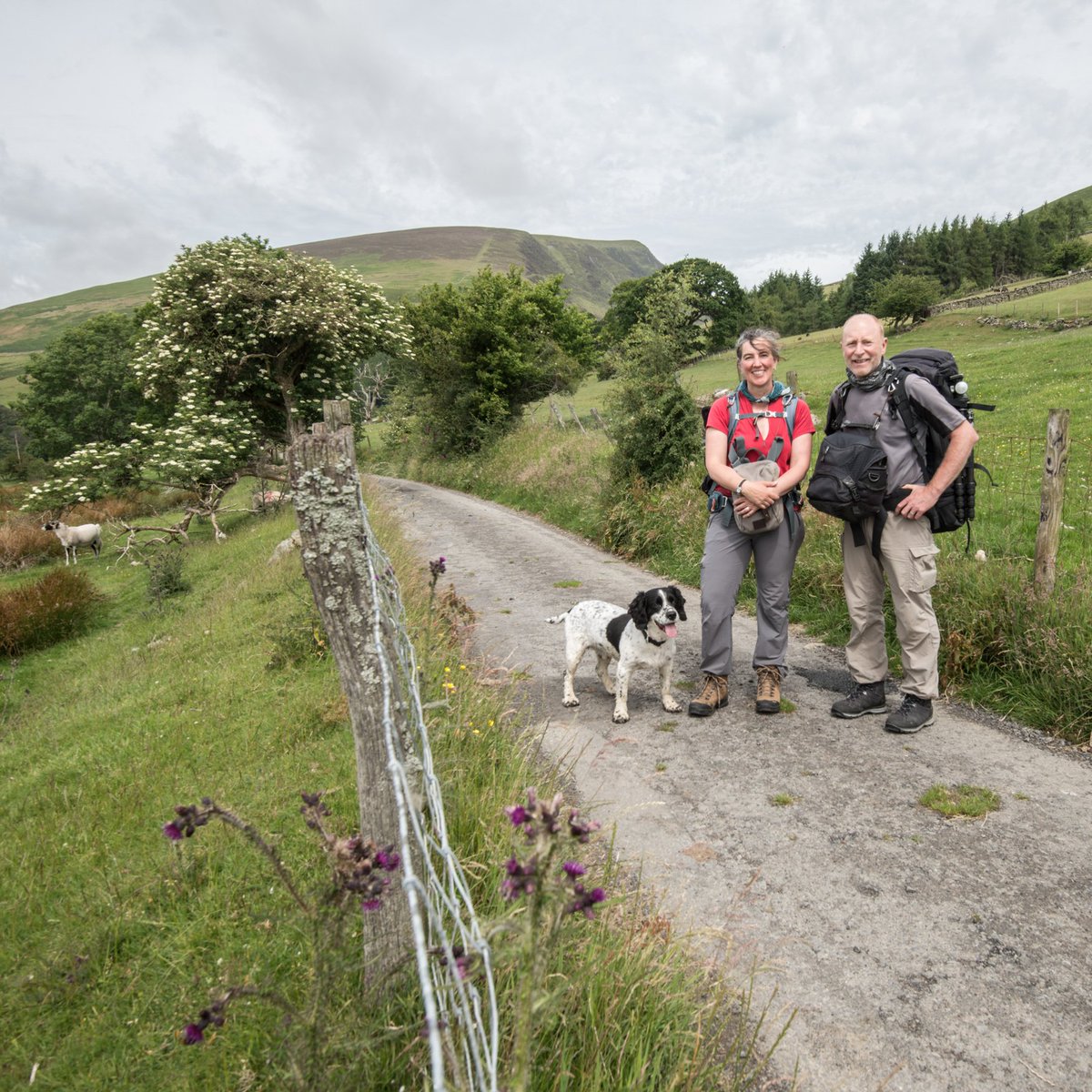 butnorain's tweet image. This time last Sat
Day 7 of our 7-day #treefold walk
Final stretch to Blencathra, 9.3 km
 
Cool start, reflecting on a week of wandering &amp;amp; wondering,  pondering small things &amp;amp; big issues #LakeDistrict #environment,  #nature, #culture.
Blog coming soon at somewhere-nowhere.com.