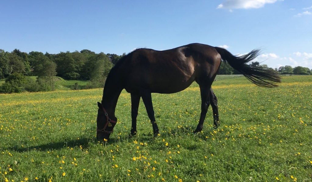 Readswoodstud's tweet image. That’s incredible, @Readswoodstud has a gorgeous #WarChant Broodmare out of a half sister to @COUNTRY_REEL family of #Anabaa and #KeyOfLuck and #ShonanAdela she’s infoal to @DANON_BALLADE_ by Deep Impact @T_Bloodstock