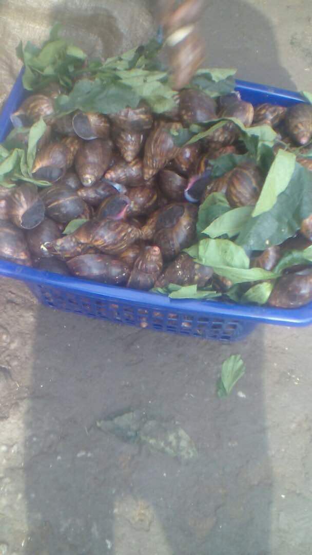 slowsteadyfarms's tweet photo. SNAILS For SALE.
Free delivery. 
09029907820. Lagos.
Like our page, share and get your friends to do the same. Thanks very much.  #snails #organicfood #slowandsteadyfarms #food #catering #farming #lagos snailslime #snailshell #agriculture #forsale #healthy https://t.co/IHK9cquLoN