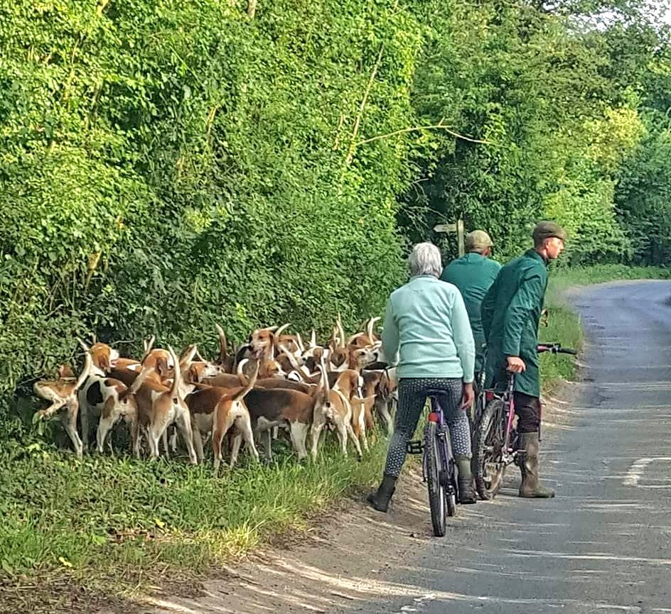 Hound Exercise

#Summer #Countryside