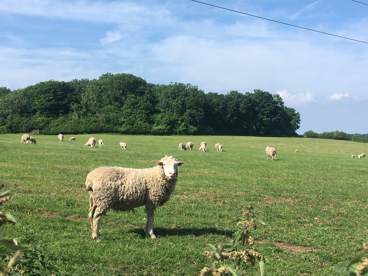 If you ever see a Ewe (Sheep) on it’s back, please hop into the field &amp; Turn it back onto its Feet! This could save its life as they will die if On there back for a long Period of time! The Farmer will be ever so grateful!! #Teamsheep #Sheep365 #SundayMorning #Farming