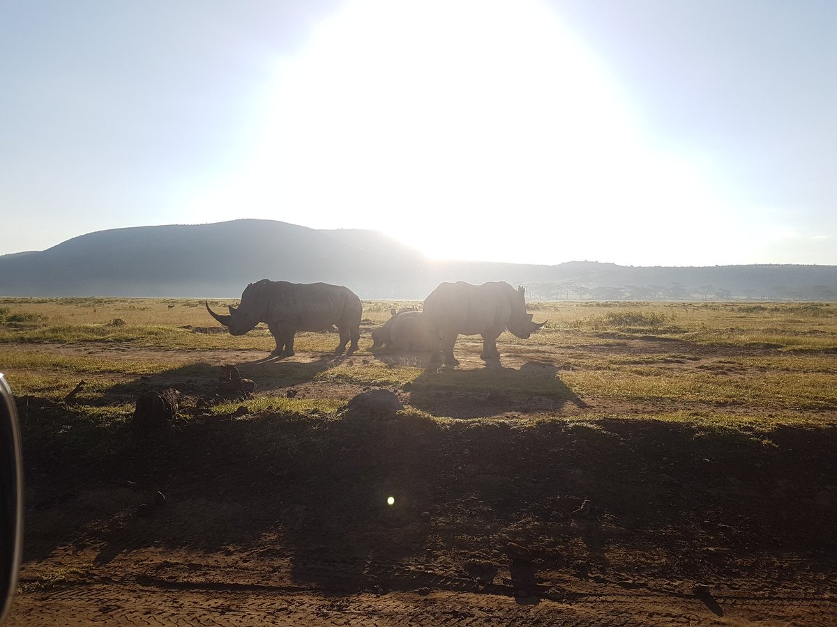 Good morning rhinos! I've just started fieldwork in the beautiful Lake Nakuru National Park. #whiterhinos #lakenakuru #phdfieldwork