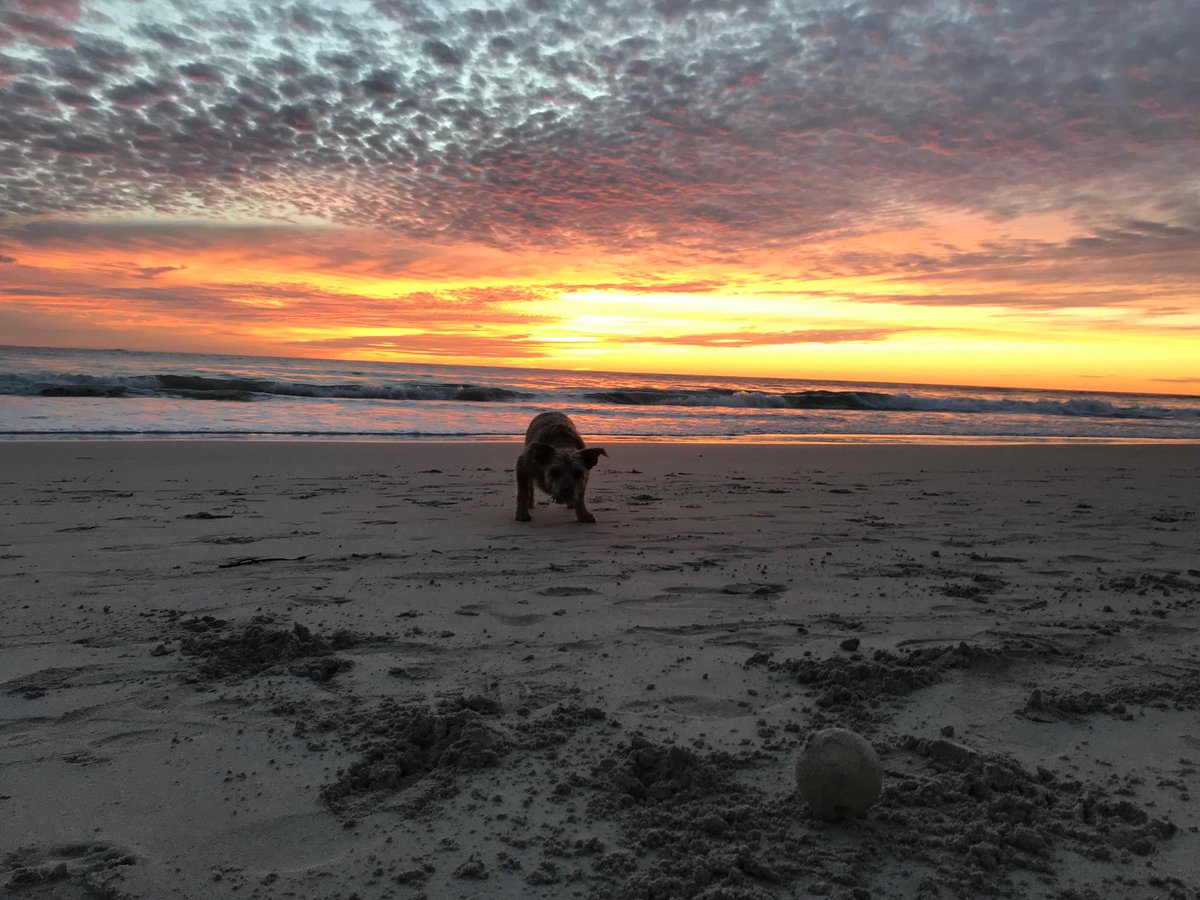 Playing fetch with my best friend on a postcard evening at Cottesloe Beach.