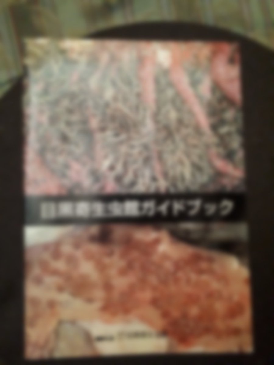 熊ノ澤 智志 2号 على تويتر 目黒寄生虫館ガイドブック 表紙写真が あまりにグロなので ボカシます ムササビぎょう虫 に驚愕 晩年の西郷隆盛が罹患したとされる 陰嚢が巨大化する バンクロフト糸状虫 熊ノ澤 智志 2号 على تويتر 目黒寄生虫館ガイドブック 表紙写真が あまりにグロなので ボカシます ムササビぎょう虫 に驚愕 晩年の西郷隆盛が罹患したとされる 陰嚢が巨大化する バンクロフト糸状虫