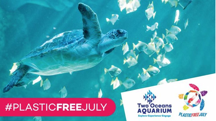 I challenge you to join me on *single-use* Plastic Free July with the <a href="/2OceansAquarium/">Two Oceans Aquarium</a>. It's easy with a bit of planning, and the fishes of the big blue sea will thank you 🐟 Details here: aquarium.co.za//blog/entry/pl… #SaveOurOceans #PlasticFreeJuly #RethinkTheBag