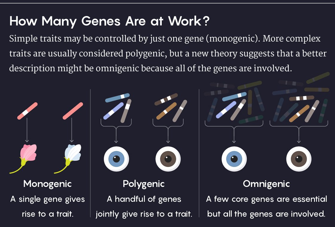 Do ALL genes affect #ComplexTraits? Discussions continue a year after this model was suggested.
@QuantaMagazine buff.ly/2JTNHoS
@CellCellPress buff.ly/2tEuPze