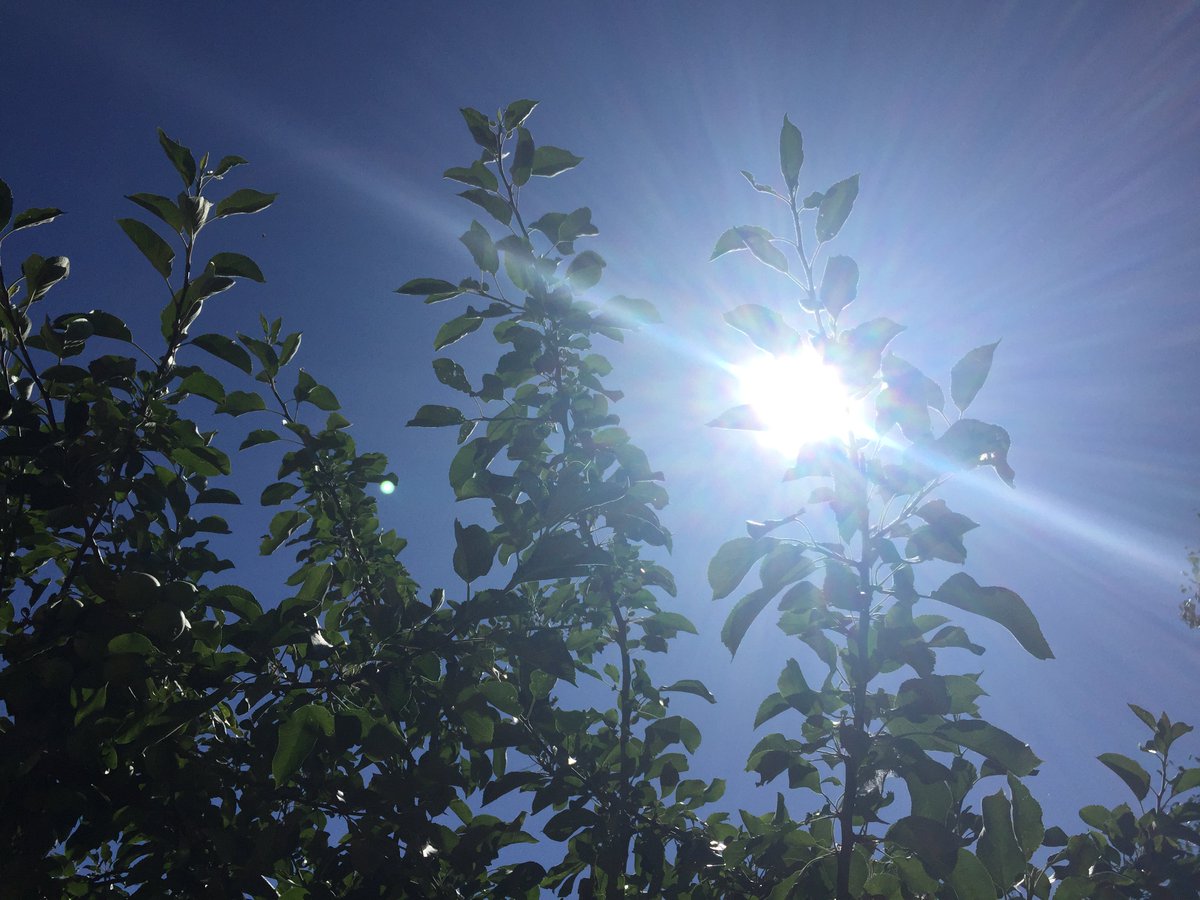 TythorneGD's tweet image. Welcome to July!

It's going to be a great month, with lots of lovely blue skies and long warm and sunny days. Here's the Tythorne Garden Design guide to enjoying our gardens this July... tythorne.com/blog/our-garde…