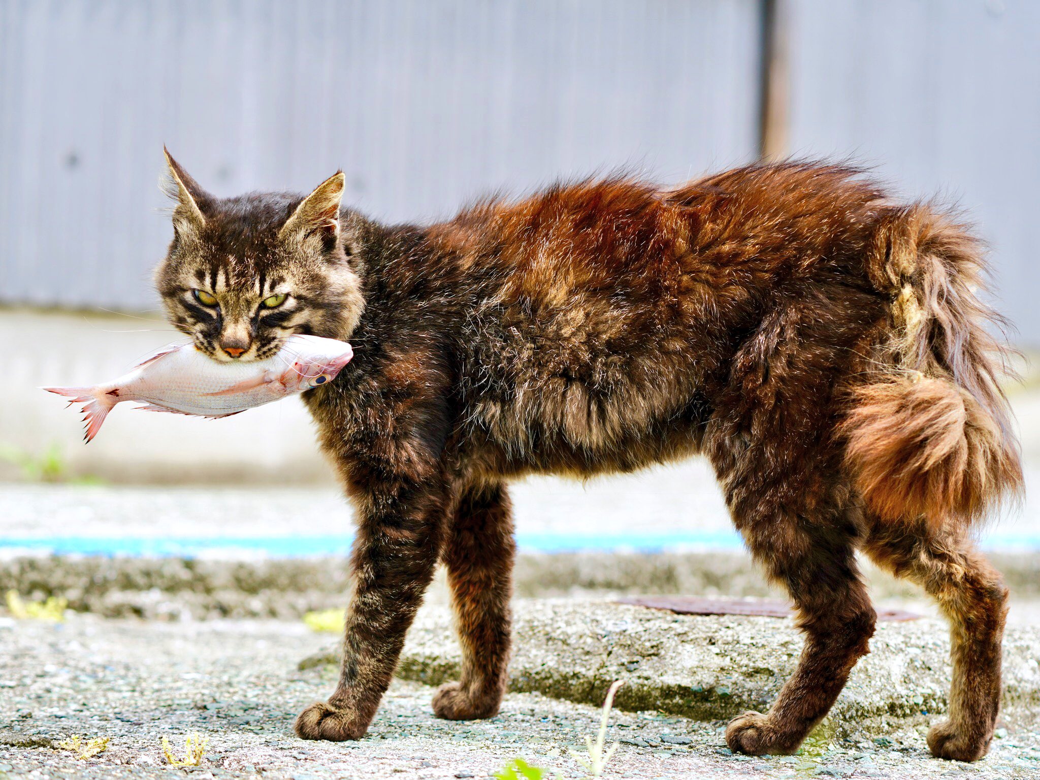 野良猫 あむ | 足🐾 . . #元野良猫#保護猫#ねこすたぐらむ #あむすた