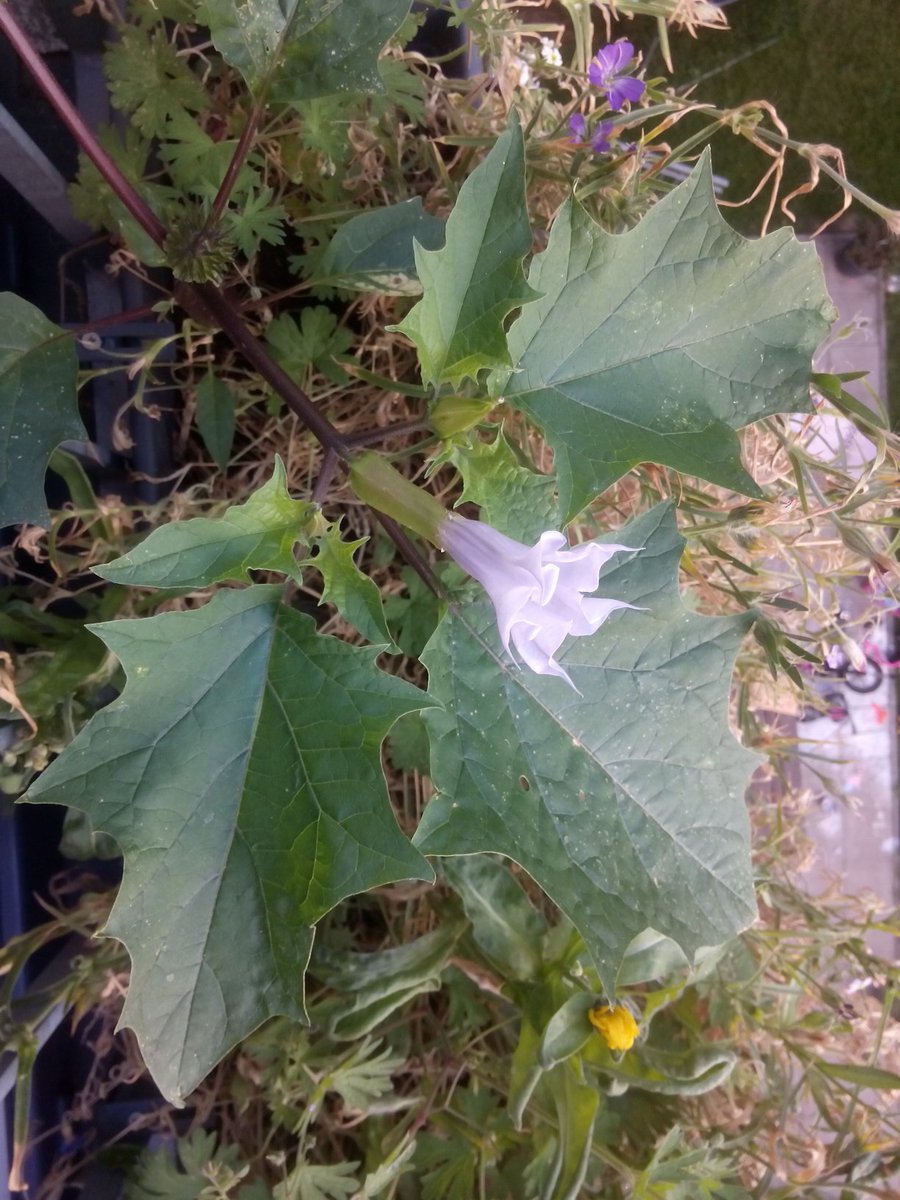 defaulttopublic's tweet image. hm. #locoweed or mad apple on the window board. tea, anyone? #stechapfel #urbanfarming
