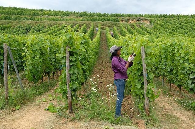 #vines are #growing so fast #takingcare about the #vineyards #handcutting 
#eguisheim #emilebeyer #grandcru #pfersigberg #bio #organic #visiteguisheim #beyer #vinblanc #riesling #pinotnoir
#visitalsace #lovealsace #drinkalsace 
#sommelierlife #instawine … ift.tt/2lNcZqg