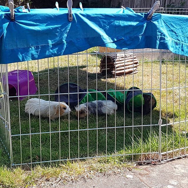 Pemblebee_Art's tweet photo. Piggles are out enjoying the sun.
There are another 2 hiding somewhere.
They live in our loft room so even with the window open it is still cooler for them outside. They have shade and water and I have some watermelon in the freezer for them at midday. https://t.co/Zu7fIib5fW https://t.co/WaMcAtl0GT