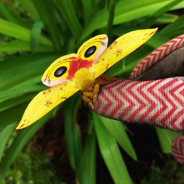 streakydesign's tweet photo. It's been awhile hasn't it! I'm going to try and post more often so onwards and upwards heres a cool Lo Moth I found while gardening. 🦋🌿
#moth #lomoth #gardening https://t.co/iMSMRgJJIi