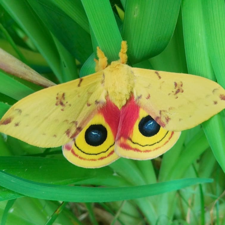streakydesign's tweet photo. It's been awhile hasn't it! I'm going to try and post more often so onwards and upwards heres a cool Lo Moth I found while gardening. 🦋🌿
#moth #lomoth #gardening https://t.co/iMSMRgJJIi