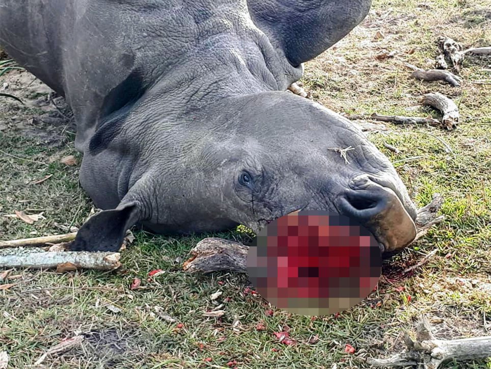 ANOTHER white #rhino calf has been left orphaned after his mother was killed for just 1cm of horn. More at: metro.co.uk/2018/07/01/whi…

Fact 1: dehorning them is NOT working!

Fact 2: ALL poachers are BASTARDS!!

Fact 3: ALL those that buy rhino horn products are BASTARDS!