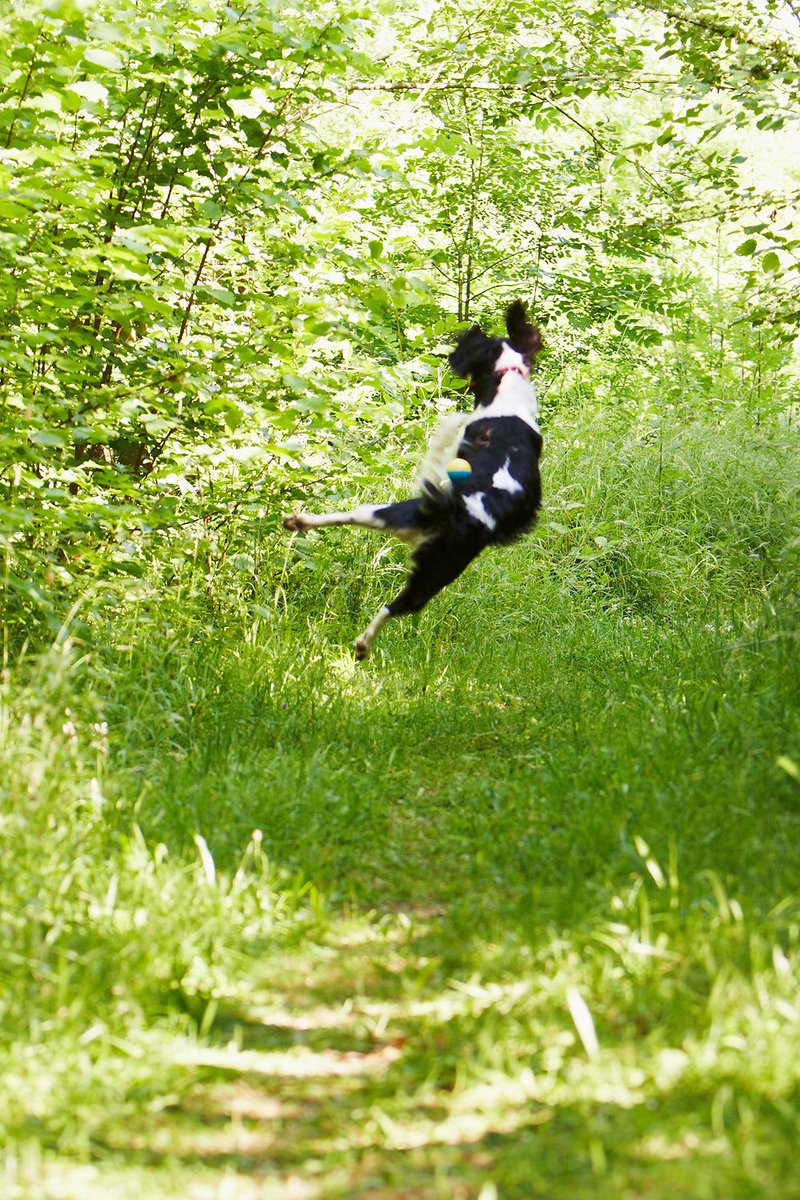 springer_rosie's tweet photo. No ball can out bounce me! https://t.co/pXAN301btV