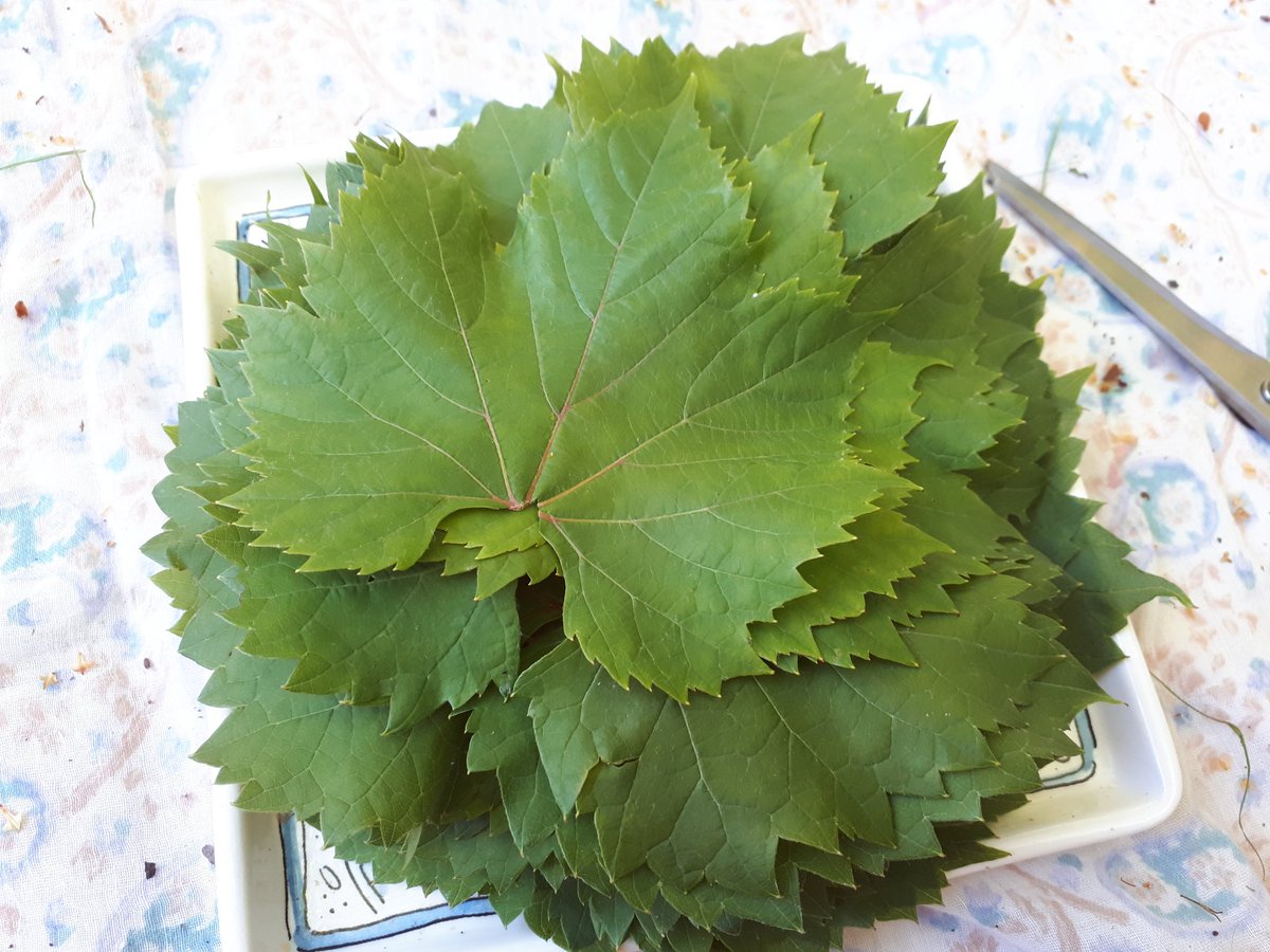 MossWatching's tweet photo. Vine leaf preserving time. A useful, tasty and cross curriculum green activity. https://t.co/4yUCqamV6C