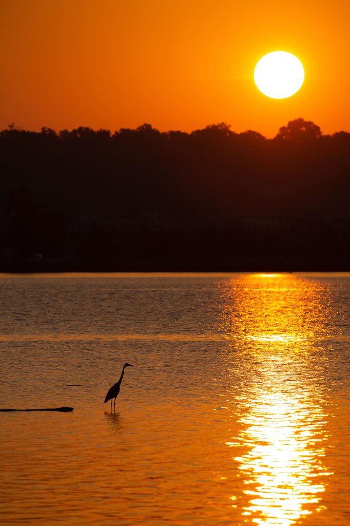 A blue heron wades out into the Potomac River near the Alexandria waterfront.  #alexandriava #extraordinaryALX #WashingtonDC #nbc4dc #weather #oldtown #birds #potomacriver #conservation