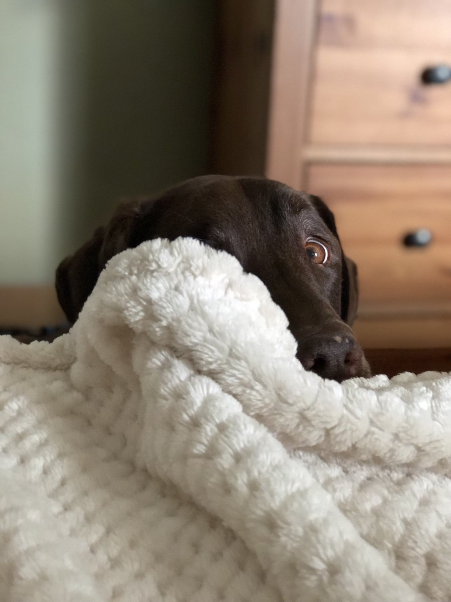 My pooch can be a creeper. #dog
