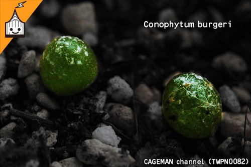 Cageman Ch على تويتر アジトの多肉植物 コノフィツム ブルゲリ Conophytum Burgeri 実生 写真はレタッチしてます T Co Ecabj668xn 多肉植物 多肉 ブルゲリ コノフィツム コノフィツム属 実生 一眼 一眼レフ マクロ マクロレンズ 接写 接写