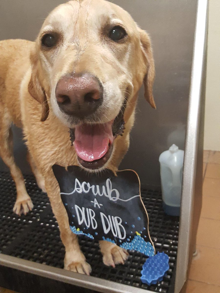 CBW_McKinney's tweet image. Tyson went home looking and smelling GREAT yesterday!!🛁 #cbwmckinney #alldayplay