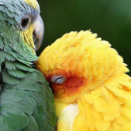 Chirp hol me chirp chirp
