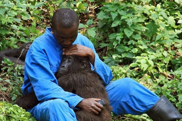 DEVESTATING. Today, #British oil company Soco International has been given permission to drill in Virunga National Park in the #Congo, home of critically endangered Mountain Gorilla. Last month 6 Rangers died defending the #gorillas. We must stop this. RT to start #TheResistance