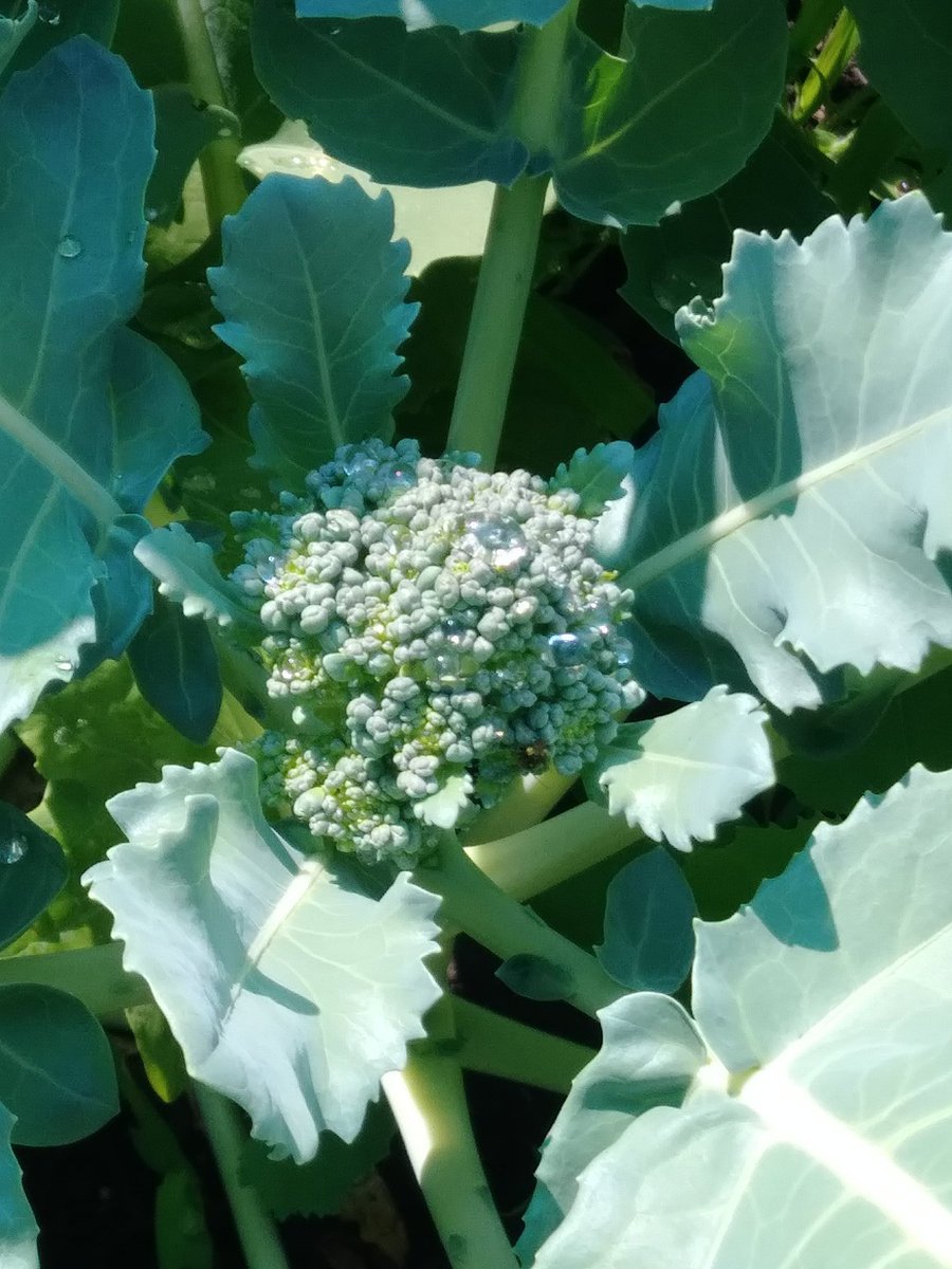 BethAV's tweet image. Returned from #ICAP2018 to find plenty of progress in the vegetable garden!