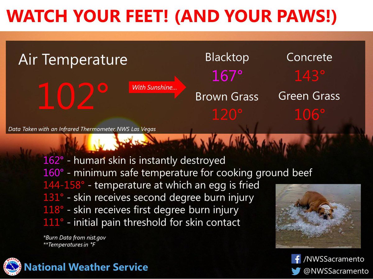 MDMEMA's tweet photo. Avoid walking pets during the day when the heat is intense like this.  Cement can be hot &amp; hurt their paws. Instead, walk them in the early AM &amp; late PM.  Test the sidewalk w/ the back of your hand.  If it is too hot for you then it's too hot for them. #MDPrepares #MDHeatSafety https://t.co/Egob8G6e8r