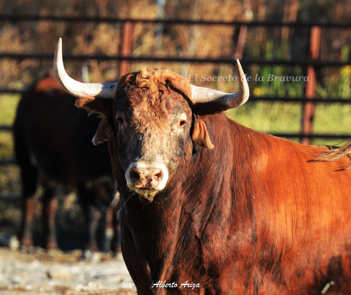 Secreto_Bravura's tweet photo. ¡Ya están los impresionantes CEBADA GAGO en Pamplona! Como siempre destacan sus astifinísimos pitones. Con ganas ya de verlos correr por Estafeta y que salgan buenos en la plaza ¡VIVA SAN FERMÍN! @HrosCebadaGago https://t.co/mrUBUwnOas