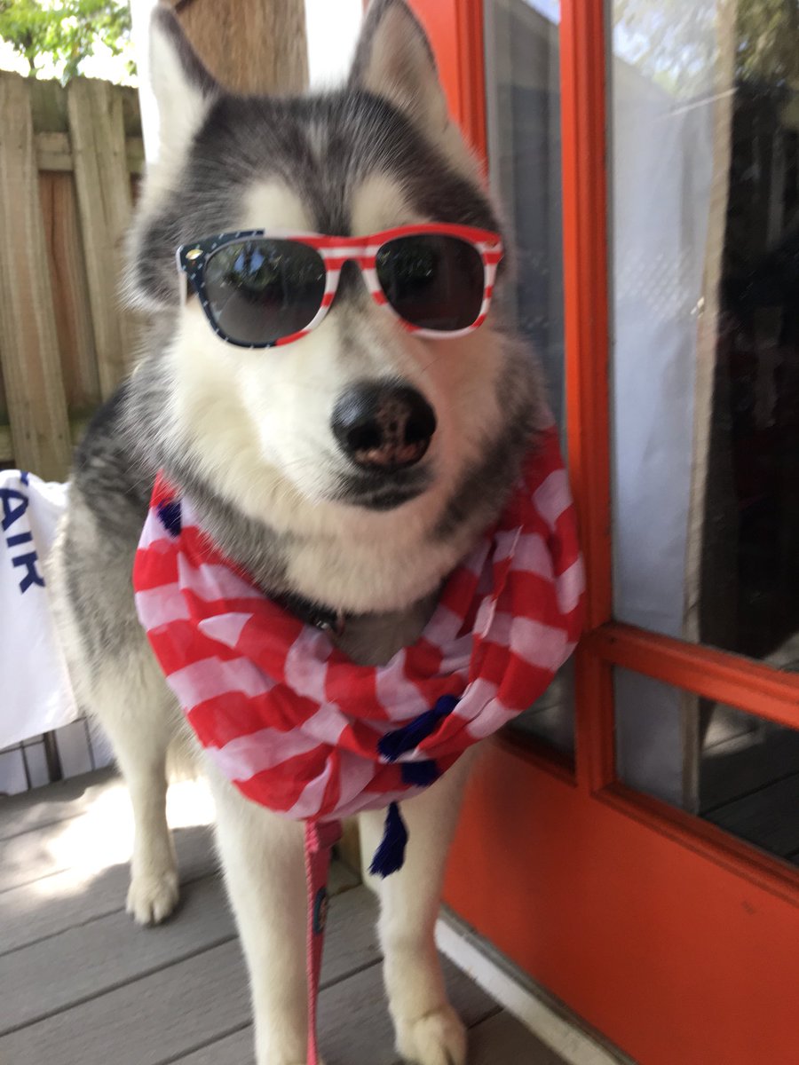 adventurepetsrv's tweet photo. Did you know more pets go missing on #FourthofJuly than any other day of the year? Keep your dog chill as fluff this 4th with our Top 5 Dog Anxiety Solutions https://t.co/QIoGa5u4ZX

#chillaf #huskiesoftwitter #adventurepets #4thofJuly https://t.co/oj7ver0AGm