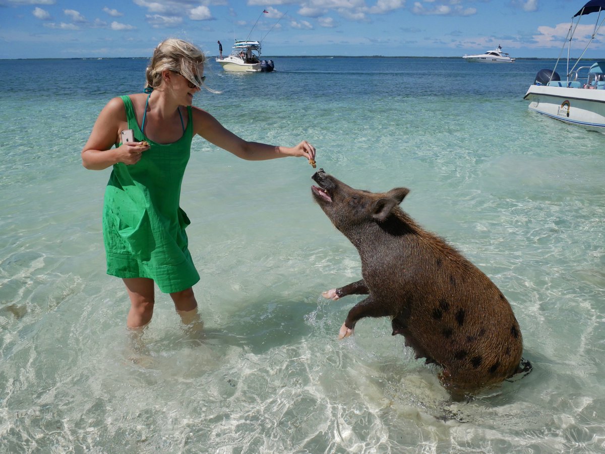 DelphiClubAbaco's tweet photo. If playing with wild #pigs is your idea of fun, then all life is here in #abaco https://t.co/iPA0YDeJ3d
