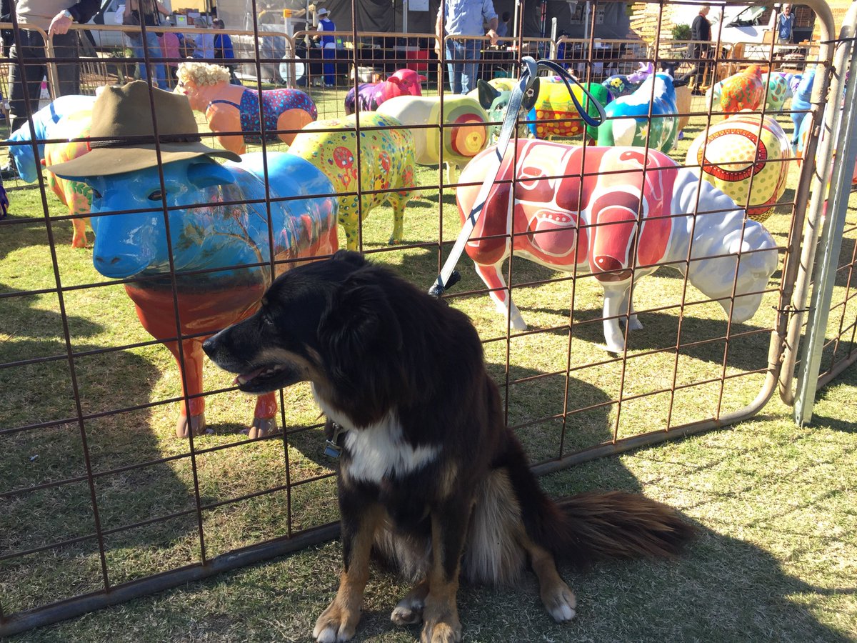 StationDog6725's tweet photo. Ewe look lovely. So do ewe #baaaadpuns #eweturn #Northampton https://t.co/kIomUQww4o