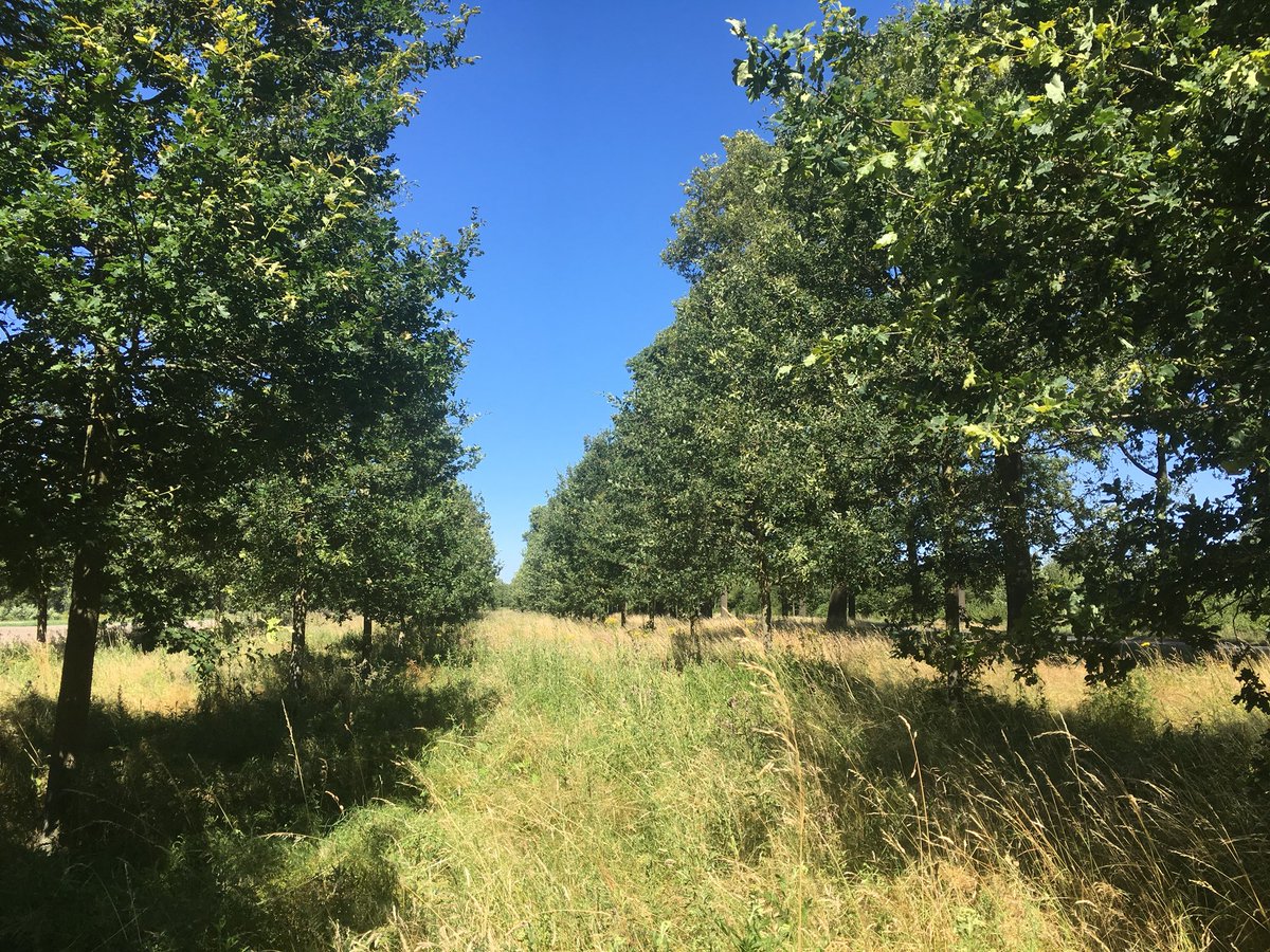 O.a. kleine vuurvlinder en bruin blauwtje op #Groenecorridor Oirschotse Dijk. @Brab_Landschap