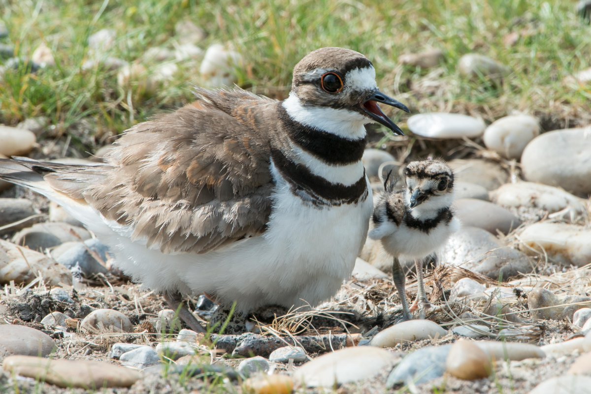 Bluesfest birds: Three of four eggs have hatched! #OttNews  ottawamatters.com/local-news/blu… https://t.co/TfX8LgeNm1
