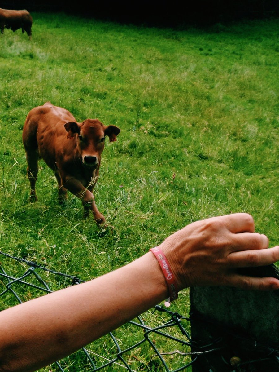 _createa's tweet photo. 🐮¡Gracias!🐮💙 #concienciacionautismo #fotosbonitas #asturias #vacas #naturaleza #autismo #accesibilidadcognitiva https://t.co/pWaEwtJ7I1