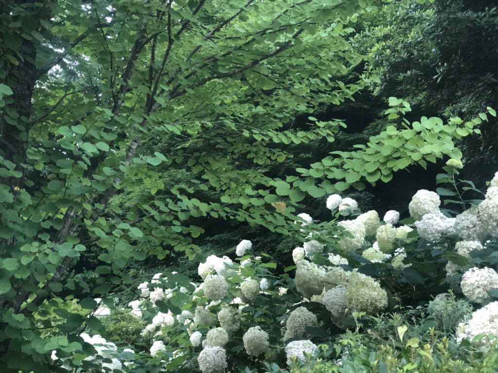 クレマチスの丘 Twitter પર 7月に入り 夏の庭園では 白アジサイ アナベルや可憐なベル形クレマチスたちが開花しています 夏の庭づくりの参考になる多種多様な植物たちにもご注目を